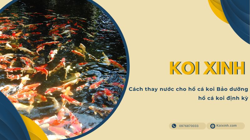 Cách Thay Nước Cho Hồ Cá Koi Bảo Dưỡng Hồ Cá Koi định Kỳ Cách Thay Nước Cho Hồ Cá Koi Bảo Dưỡng Hồ Cá Koi định Kỳ