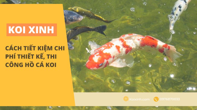 Cách Tiết Kiệm Chi Phí Thiết Kế, Thi Công Hồ Cá Koi Cách Tiết Kiệm Chi Phí Thiết Kế, Thi Công Hồ Cá Koi