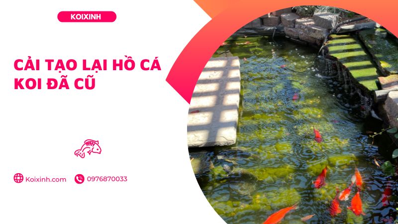 Cải Tạo Lại Hồ Cá Koi đã Cũ Cải Tạo Lại Hồ Cá Koi đã Cũ