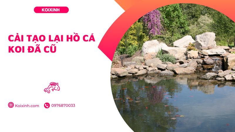Cải Tạo Lại Hồ Cá Koi đã Cũ