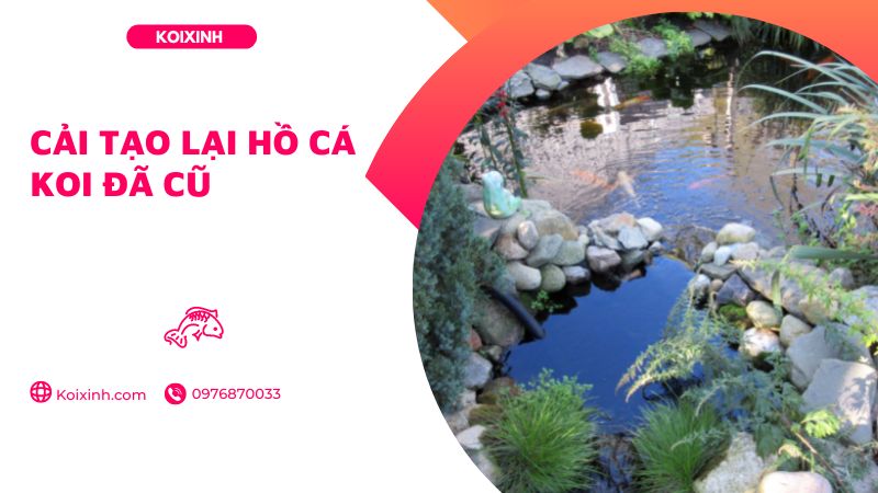 Cải Tạo Lại Hồ Cá Koi đã Cũ Cải Tạo Lại Hồ Cá Koi đã Cũ