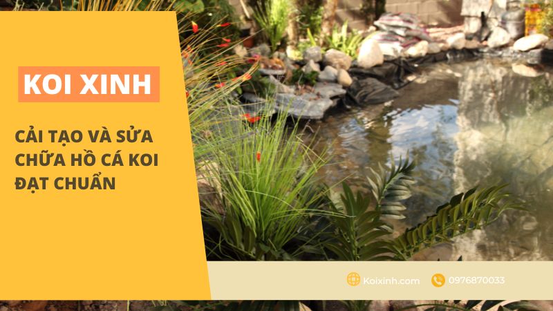 Cải Tạo Và Sửa Chữa Hồ Cá Koi đạt Chuẩn Cải Tạo Và Sửa Chữa Hồ Cá Koi đạt Chuẩn