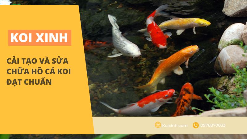 Cải Tạo Và Sửa Chữa Hồ Cá Koi đạt Chuẩn Cải Tạo Và Sửa Chữa Hồ Cá Koi đạt Chuẩn