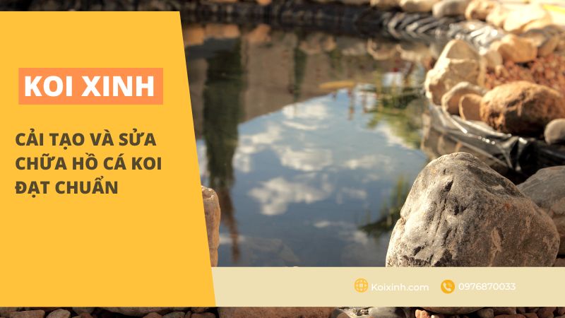 Cải Tạo Và Sửa Chữa Hồ Cá Koi đạt Chuẩn Cải Tạo Và Sửa Chữa Hồ Cá Koi đạt Chuẩn
