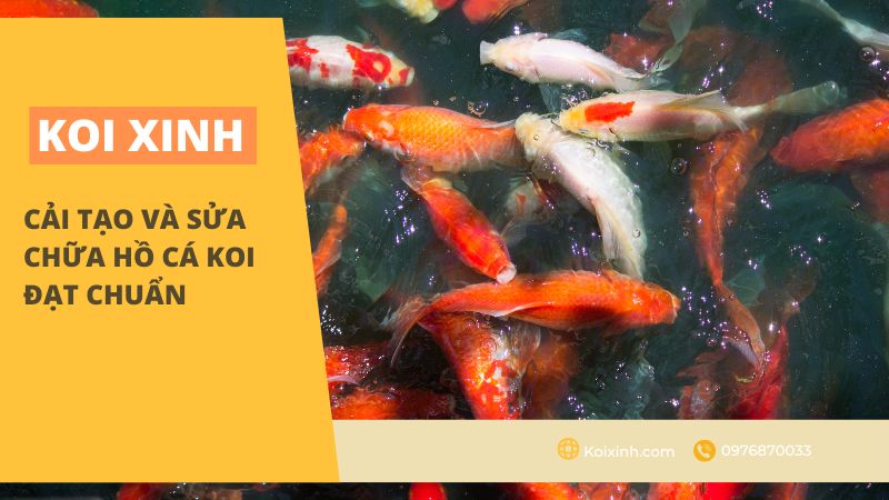 Cải Tạo Và Sửa Chữa Hồ Cá Koi đạt Chuẩn Cải Tạo Và Sửa Chữa Hồ Cá Koi đạt Chuẩn