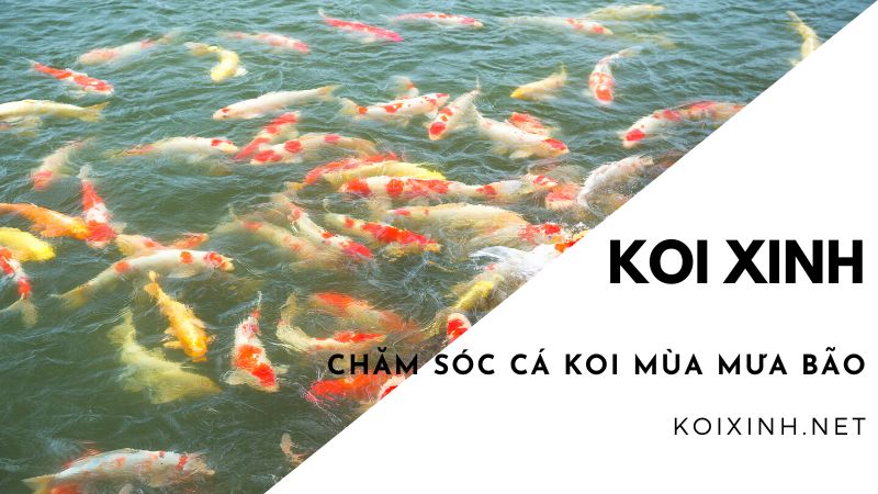 <strong>chăm Sóc Cá Koi Mùa Mưa Bão<strong> <strong>chăm Sóc Cá Koi Mùa Mưa Bão<strong>