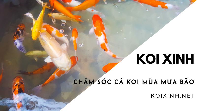 <strong>chăm Sóc Cá Koi Mùa Mưa Bão<strong> <strong>chăm Sóc Cá Koi Mùa Mưa Bão<strong>