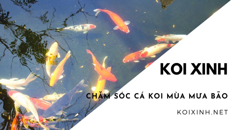 chăm Sóc Cá Koi Mùa Mưa Bão