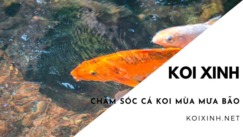 <strong>chăm Sóc Cá Koi Mùa Mưa Bão<strong> <strong>chăm Sóc Cá Koi Mùa Mưa Bão<strong>