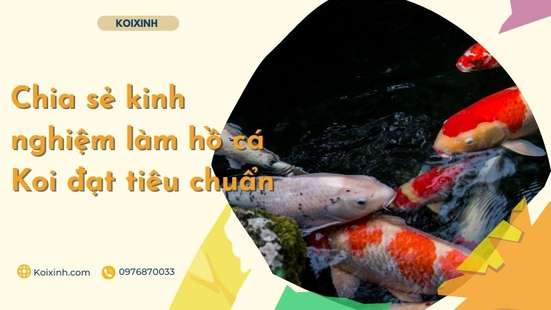 Chia Sẻ Kinh Nghiệm Làm Hồ Cá Koi đạt Tiêu Chuẩn Chia Sẻ Kinh Nghiệm Làm Hồ Cá Koi đạt Tiêu Chuẩn