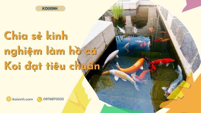 Chia Sẻ Kinh Nghiệm Làm Hồ Cá Koi đạt Tiêu Chuẩn Chia Sẻ Kinh Nghiệm Làm Hồ Cá Koi đạt Tiêu Chuẩn