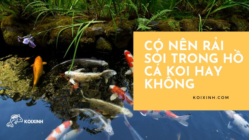 <strong>có Nên Rải Sỏi Trong Hồ Cá Koi Hay Không<strong> <strong>có Nên Rải Sỏi Trong Hồ Cá Koi Hay Không<strong>