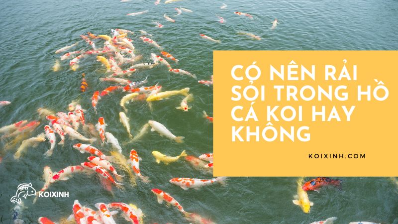 <strong>có Nên Rải Sỏi Trong Hồ Cá Koi Hay Không<strong> <strong>có Nên Rải Sỏi Trong Hồ Cá Koi Hay Không<strong>
