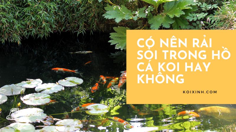 <strong>có Nên Rải Sỏi Trong Hồ Cá Koi Hay Không<strong> <strong>có Nên Rải Sỏi Trong Hồ Cá Koi Hay Không<strong>