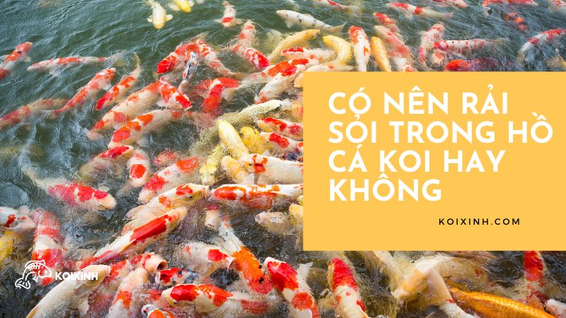 có Nên Rải Sỏi Trong Hồ Cá Koi Hay Không