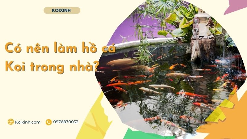 Có Nên Làm Hồ Cá Koi Trong Nhà? Có Nên Làm Hồ Cá Koi Trong Nhà?