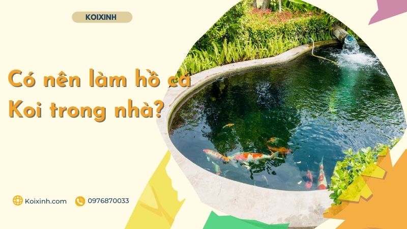 Có Nên Làm Hồ Cá Koi Trong Nhà? Có Nên Làm Hồ Cá Koi Trong Nhà?