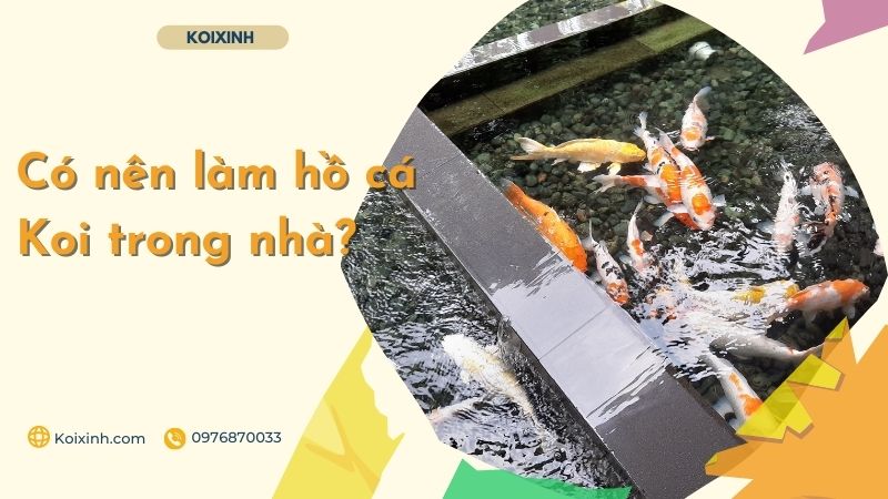 Có Nên Làm Hồ Cá Koi Trong Nhà? Có Nên Làm Hồ Cá Koi Trong Nhà?