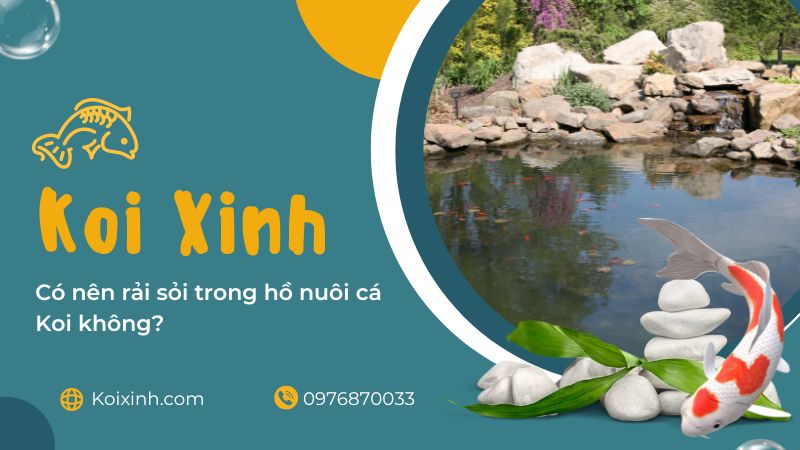 Có Nên Rải Sỏi Trong Hồ Nuôi Cá Koi Không? Có Nên Rải Sỏi Trong Hồ Nuôi Cá Koi Không?