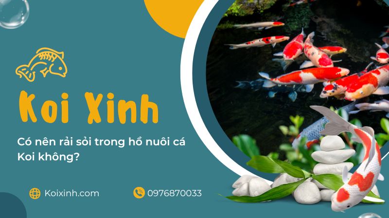 Có Nên Rải Sỏi Trong Hồ Nuôi Cá Koi Không? Có Nên Rải Sỏi Trong Hồ Nuôi Cá Koi Không?