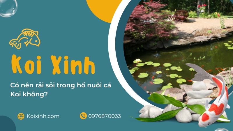Có Nên Rải Sỏi Trong Hồ Nuôi Cá Koi Không? Có Nên Rải Sỏi Trong Hồ Nuôi Cá Koi Không?