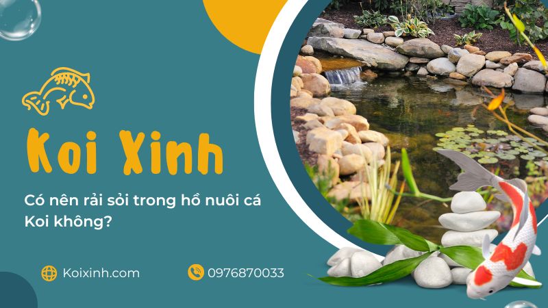 Có Nên Rải Sỏi Trong Hồ Nuôi Cá Koi Không? Có Nên Rải Sỏi Trong Hồ Nuôi Cá Koi Không?