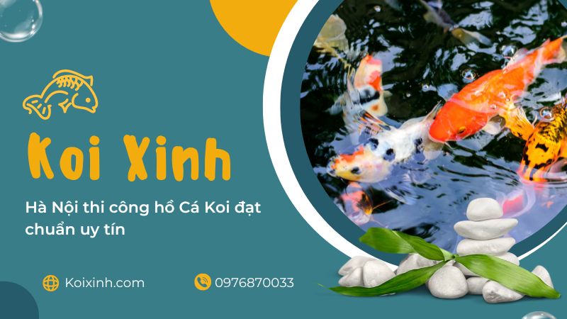Hà Nội Thi Công Hồ Cá Koi đạt Chuẩn Uy Tín – Gọi 0976870033