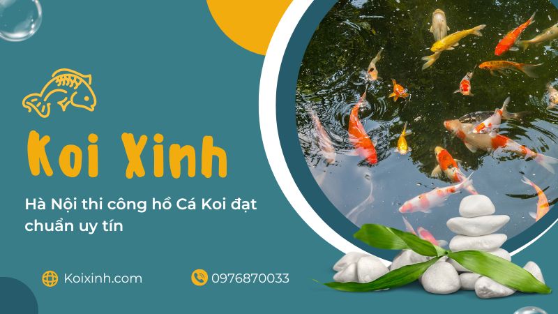Hà Nội Thi Công Hồ Cá Koi đạt Chuẩn Uy Tín – Gọi 0976870033