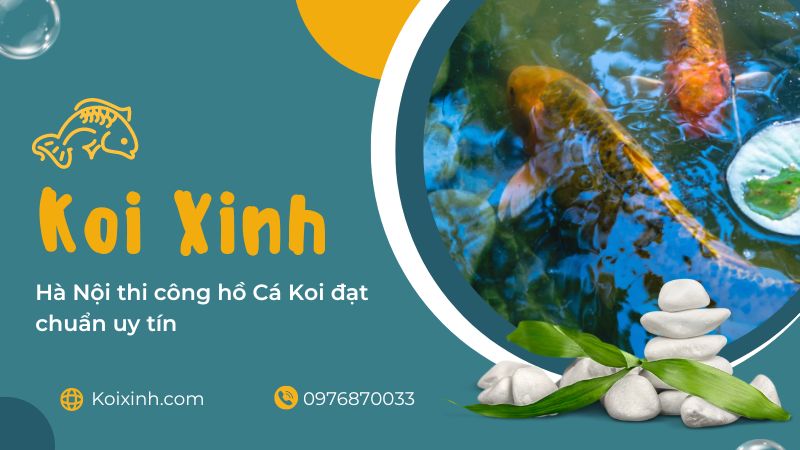 Hà Nội Thi Công Hồ Cá Koi đạt Chuẩn Uy Tín – Gọi 0976870033