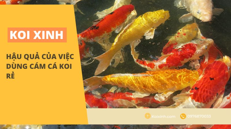 <strong>hậu Quả Của Việc Dùng Cám Cá Koi Rẻ<strong> <strong>hậu Quả Của Việc Dùng Cám Cá Koi Rẻ<strong>