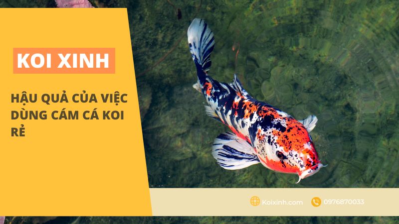 <strong>hậu Quả Của Việc Dùng Cám Cá Koi Rẻ<strong> <strong>hậu Quả Của Việc Dùng Cám Cá Koi Rẻ<strong>