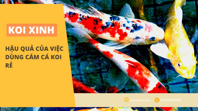 <strong>hậu Quả Của Việc Dùng Cám Cá Koi Rẻ<strong> <strong>hậu Quả Của Việc Dùng Cám Cá Koi Rẻ<strong>