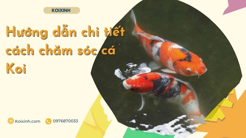 Hướng Dẫn Chi Tiết Cách Chăm Sóc Cá Koi