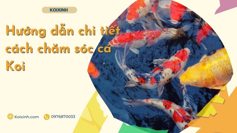 Hướng Dẫn Chi Tiết Cách Chăm Sóc Cá Koi