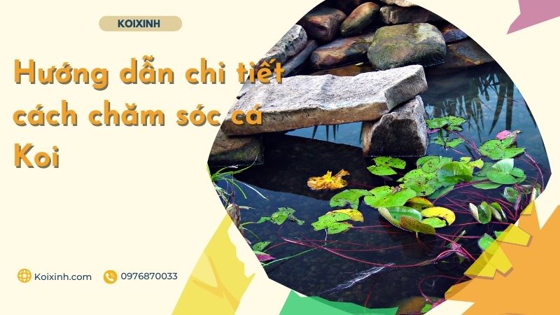 Hướng Dẫn Chi Tiết Cách Chăm Sóc Cá Koi
