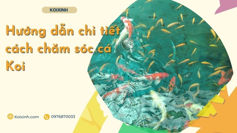 Hướng Dẫn Chi Tiết Cách Chăm Sóc Cá Koi