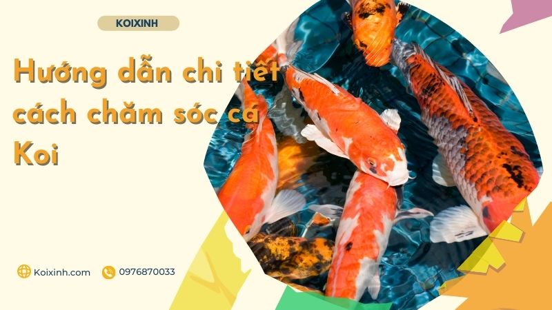 Hướng dẫn chi tiết cách chăm sóc cá Koi