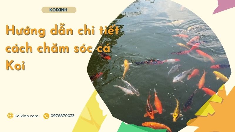 Hướng Dẫn Chi Tiết Cách Chăm Sóc Cá Koi