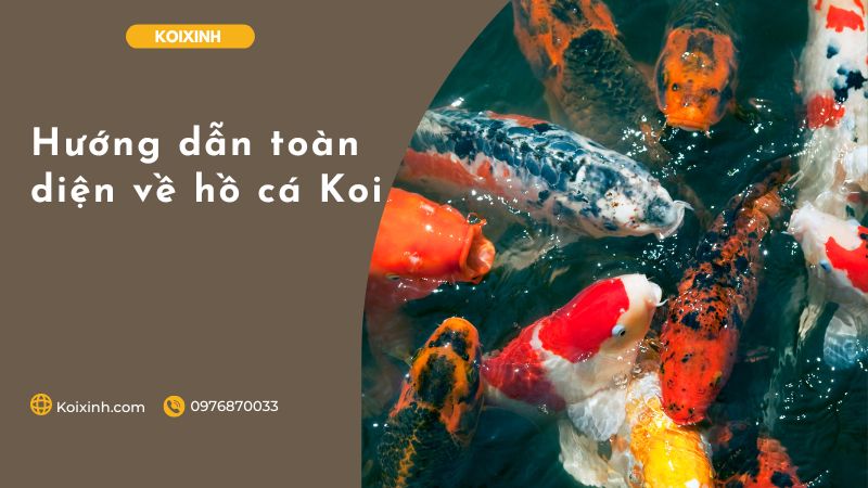 Hướng Dẫn Toàn Diện Về Hồ Cá Koi Hướng Dẫn Toàn Diện Về Hồ Cá Koi