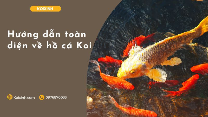Hướng Dẫn Toàn Diện Về Hồ Cá Koi