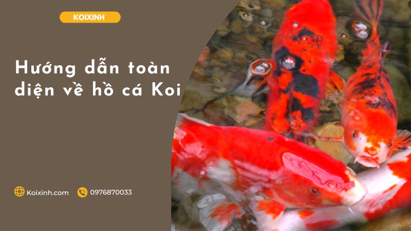 Hướng Dẫn Toàn Diện Về Hồ Cá Koi Hướng Dẫn Toàn Diện Về Hồ Cá Koi