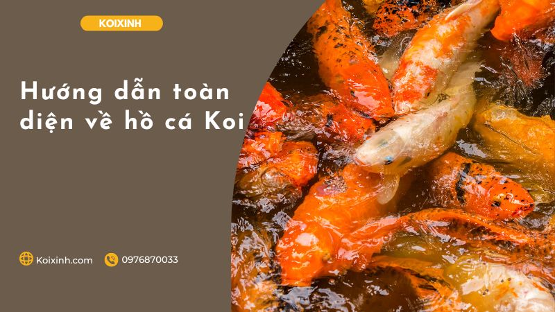 Hướng Dẫn Toàn Diện Về Hồ Cá Koi Hướng dẫn toàn diện về hồ cá Koi