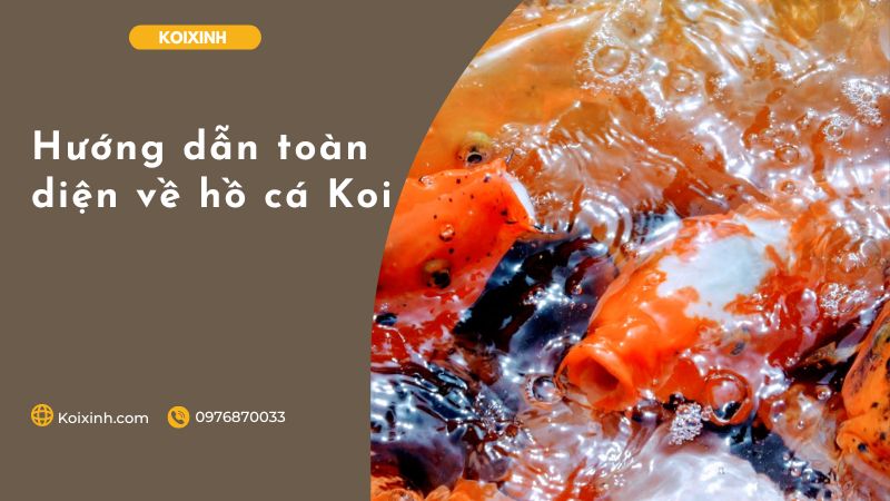 Hướng Dẫn Toàn Diện Về Hồ Cá Koi Hướng dẫn toàn diện về hồ cá Koi