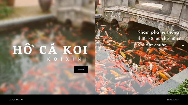 Khám Phá Hệ Thống Thiết Kế Lọc Cho Hồ Cá Koi đạt Chuẩn