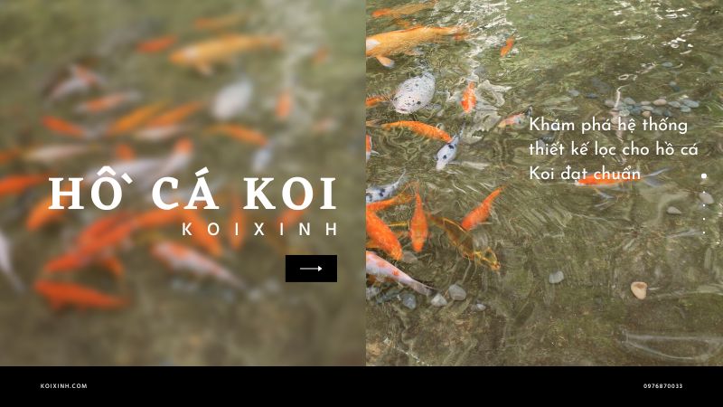 Khám Phá Hệ Thống Thiết Kế Lọc Cho Hồ Cá Koi đạt Chuẩn