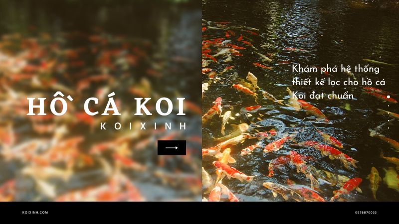 Khám Phá Hệ Thống Thiết Kế Lọc Cho Hồ Cá Koi đạt Chuẩn Khám Phá Hệ Thống Thiết Kế Lọc Cho Hồ Cá Koi đạt Chuẩn