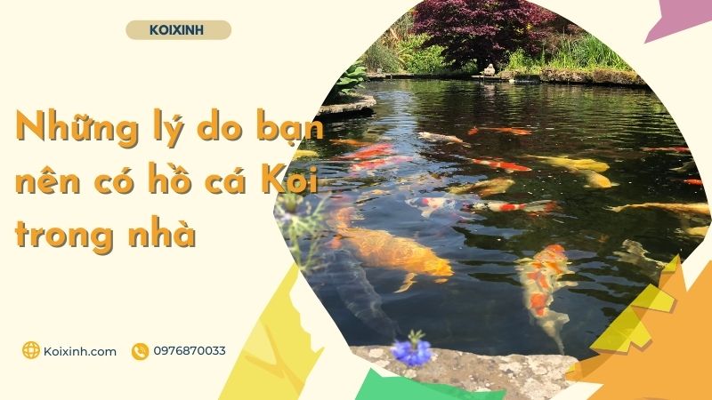 Những Lý Do Bạn Nên Có Hồ Cá Koi Trong Nhà Những Lý Do Bạn Nên Có Hồ Cá Koi Trong Nhà