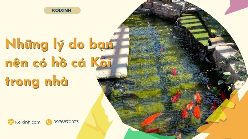 Những Lý Do Bạn Nên Có Hồ Cá Koi Trong Nhà Những Lý Do Bạn Nên Có Hồ Cá Koi Trong Nhà