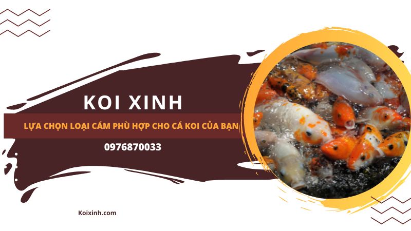 <strong>lựa Chọn Loại Cám Phù Hợp Cho Cá Koi Của Bạn<strong> <strong>lựa Chọn Loại Cám Phù Hợp Cho Cá Koi Của Bạn<strong>