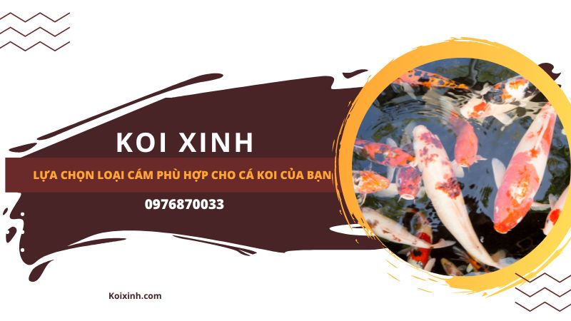 <strong>lựa Chọn Loại Cám Phù Hợp Cho Cá Koi Của Bạn<strong> <strong>lựa Chọn Loại Cám Phù Hợp Cho Cá Koi Của Bạn<strong>